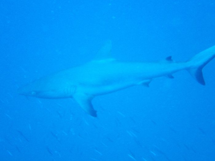 Requin gris de récif