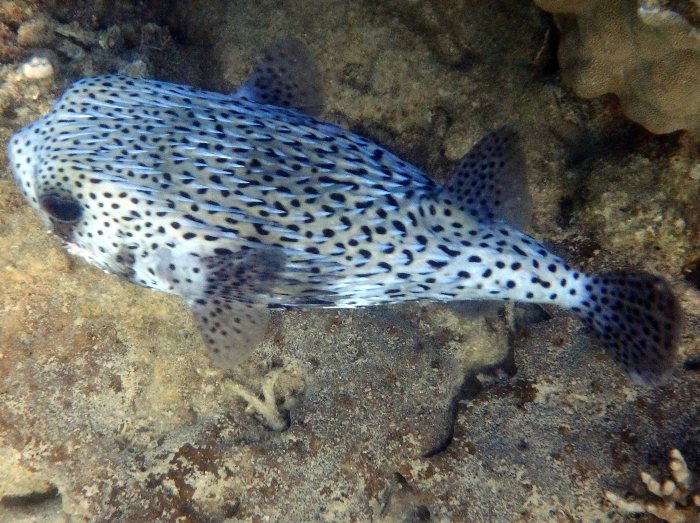 Diodon hystrix