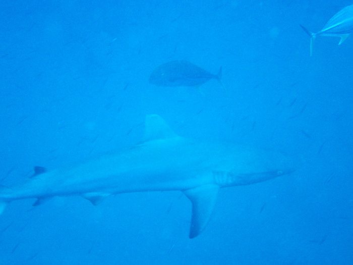 Requin gris de récif