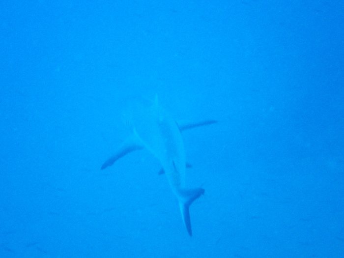 Requin gris de récif