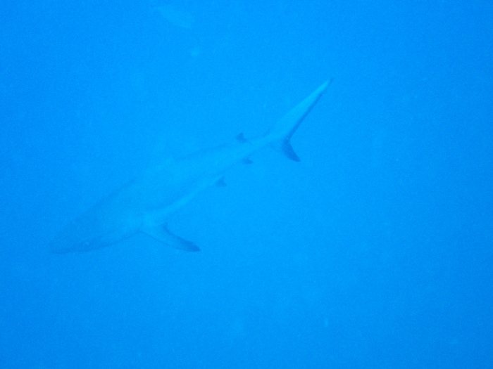 Requin gris de récif