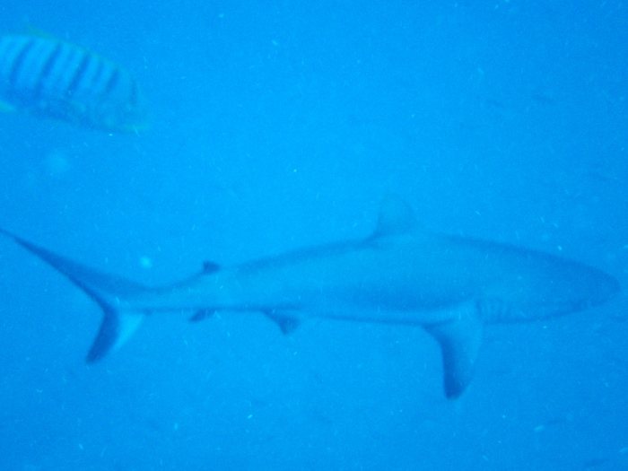 Requin gris de récif