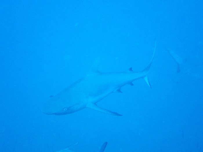 Requin gris de récif