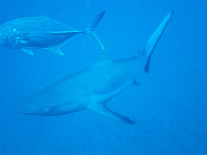 Requin gris de récif