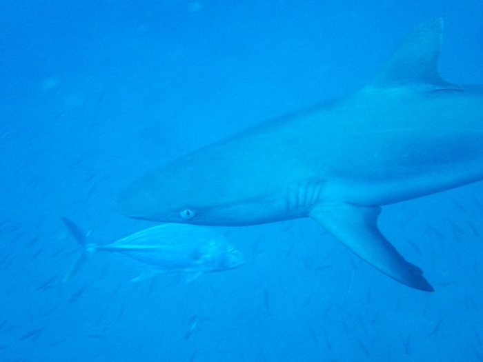 Requin gris de récif