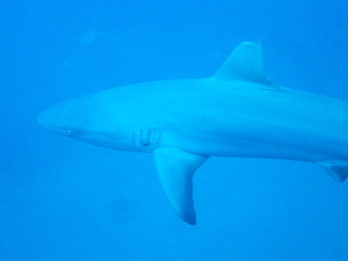 Requin gris de récif