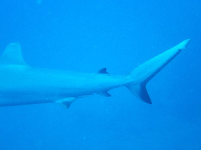 Requin gris de récif