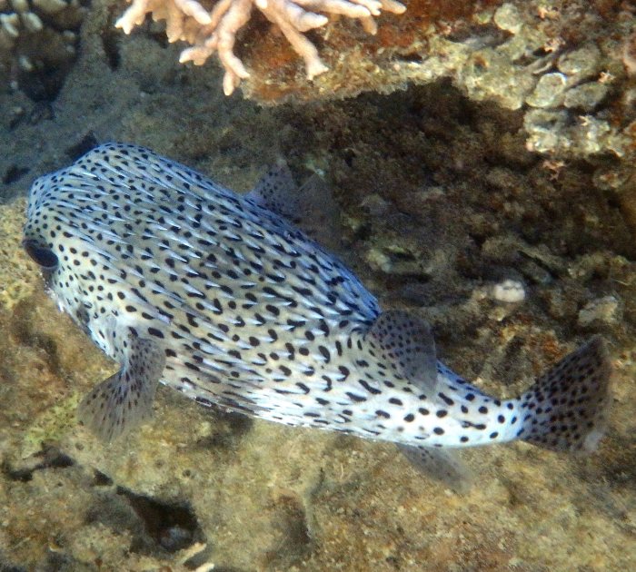 Diodon hystrix
