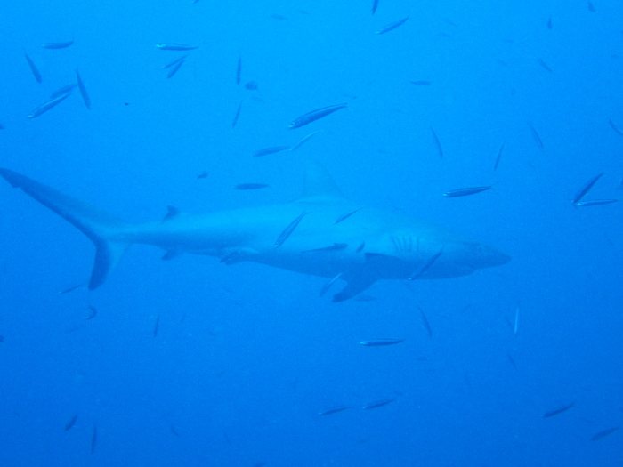 Requin gris de récif