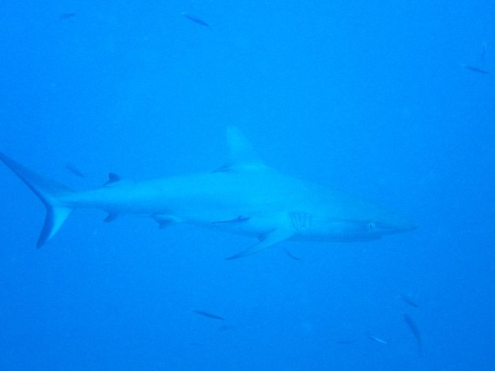 Requin gris de récif