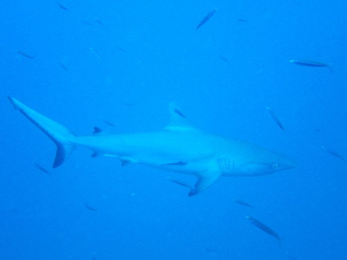 Requin gris de récif
