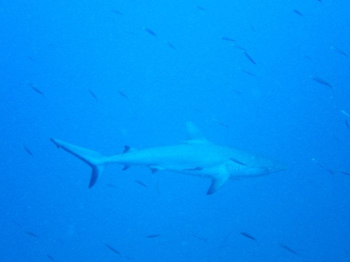 Requin gris de récif