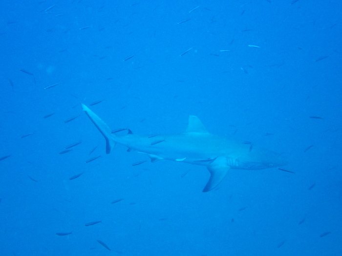 Requin gris de récif