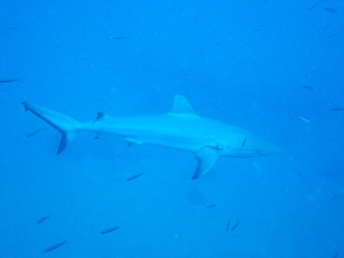 Requin gris de récif