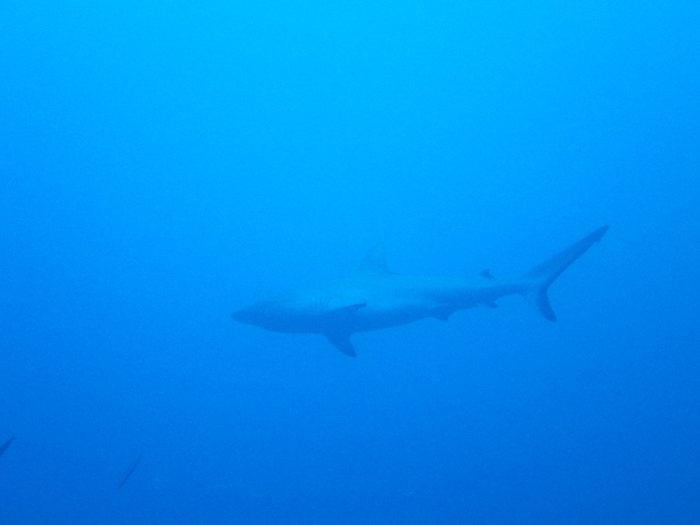 Requin gris de récif