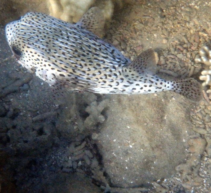 Diodon hystrix