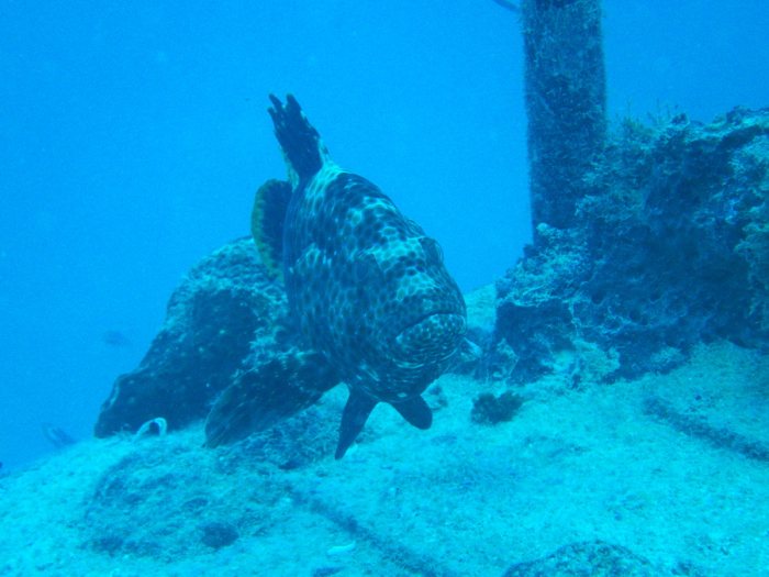 Epinephelus maculatus