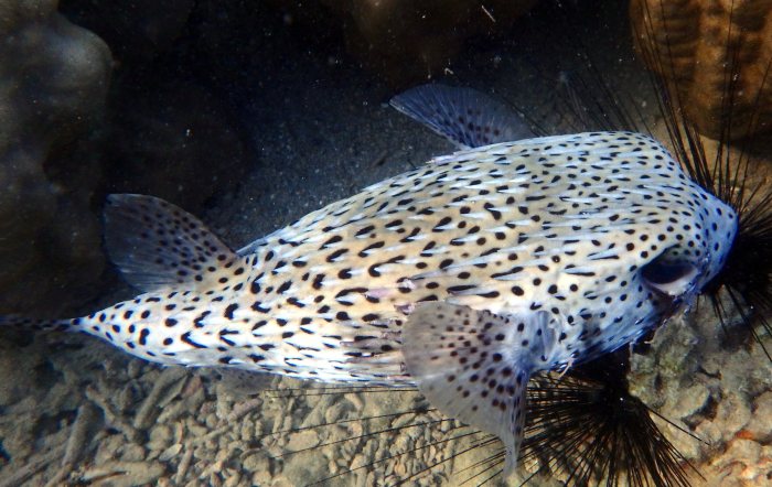 Diodon hystrix
