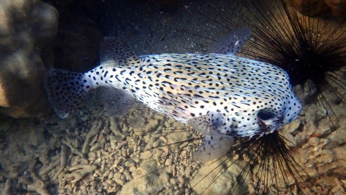 Diodon hystrix