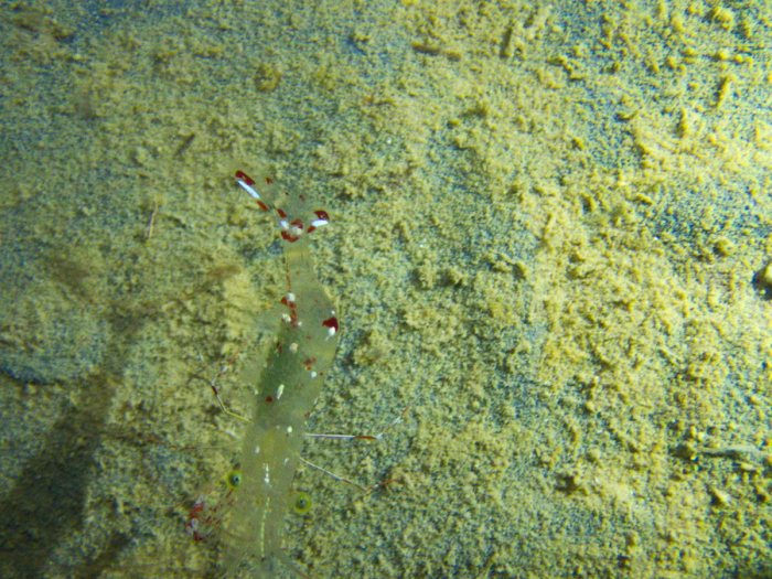 Urocaridella antonbruunii