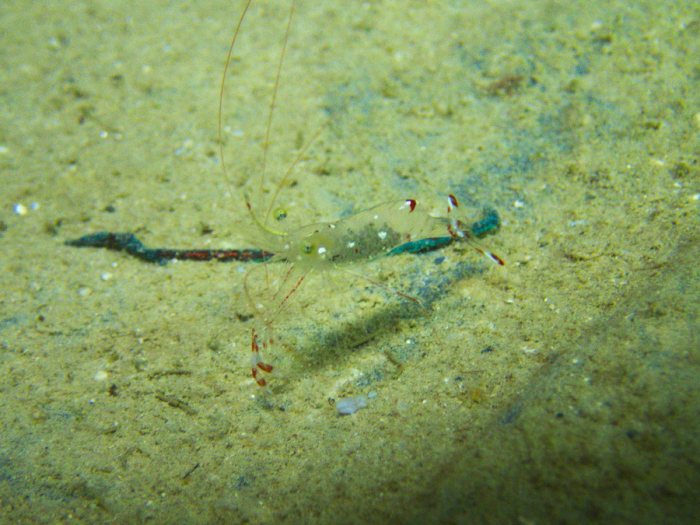 Urocaridella antonbruunii