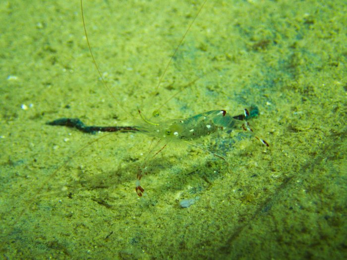 Urocaridella antonbruunii