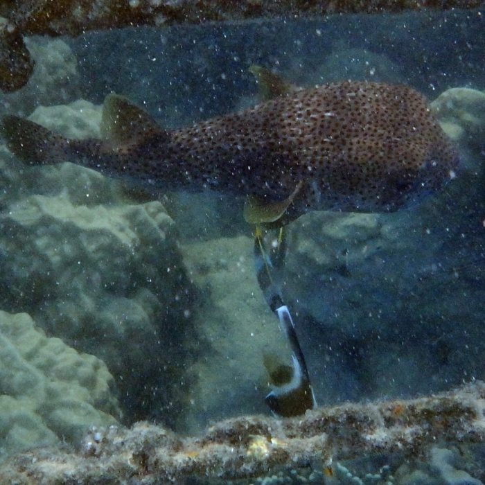 Diodon hystrix