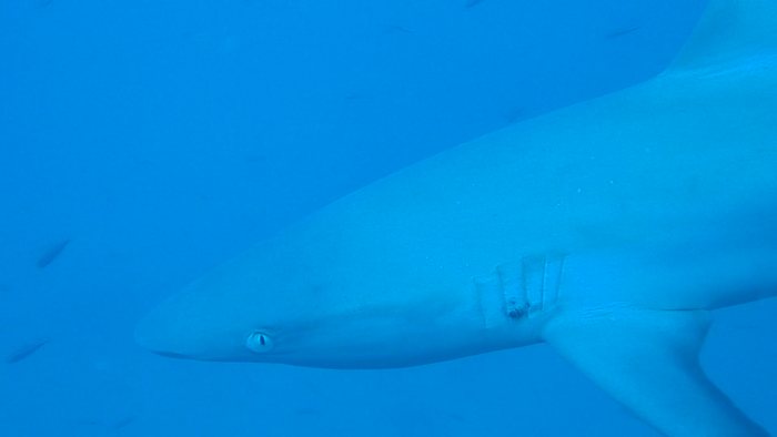 Requin gris de récif
