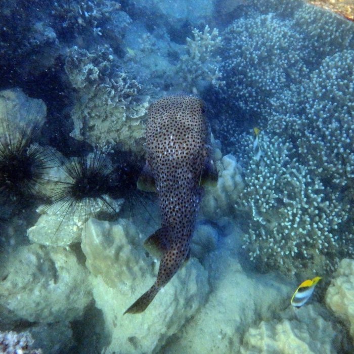 Diodon hystrix