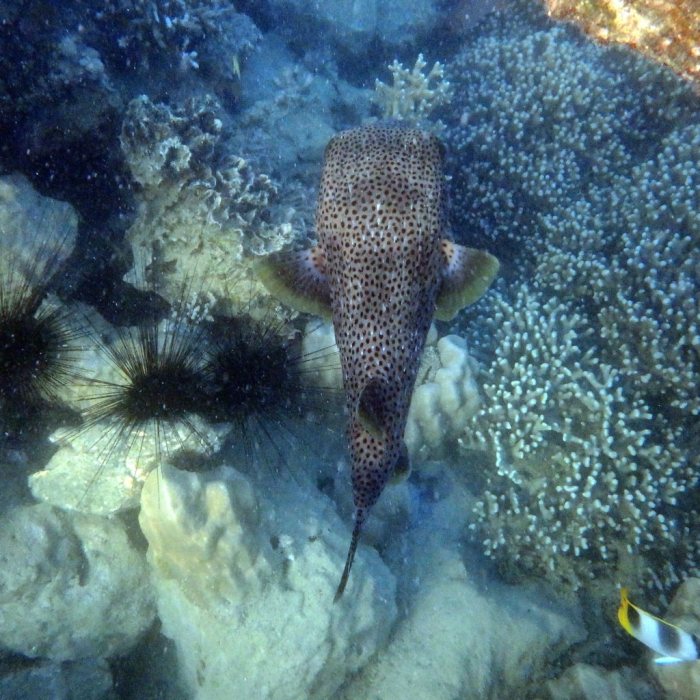 Diodon hystrix