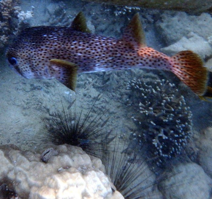 Diodon hystrix