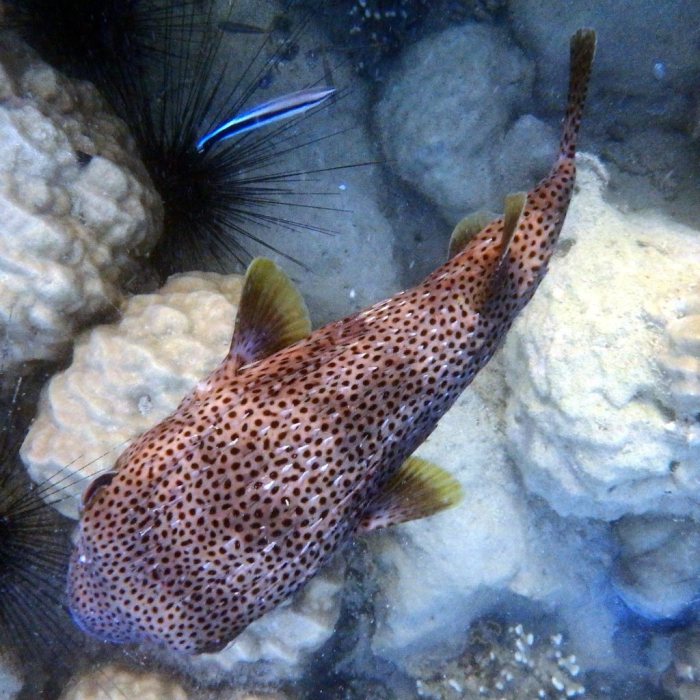 Diodon hystrix