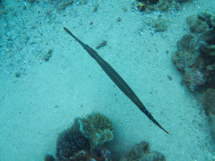 Aulostomus chinensis