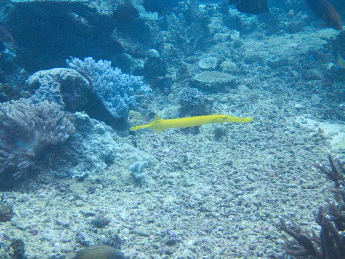 Aulostomus chinensis