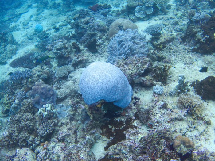 Corail dur