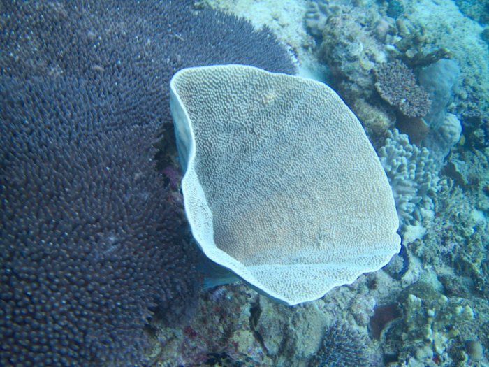 Corail dur
