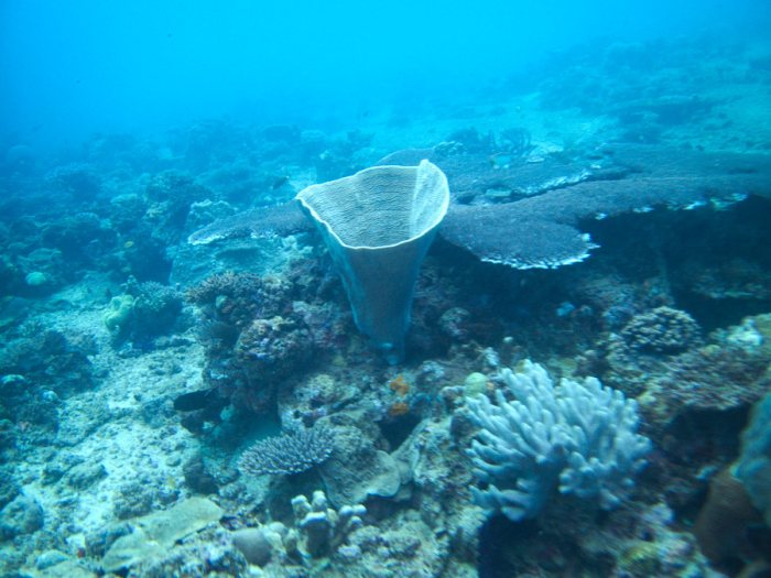 Corail dur