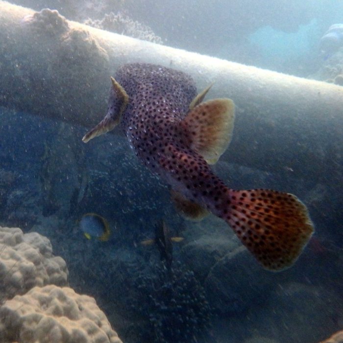 Diodon hystrix