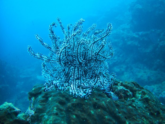 Crinoïde