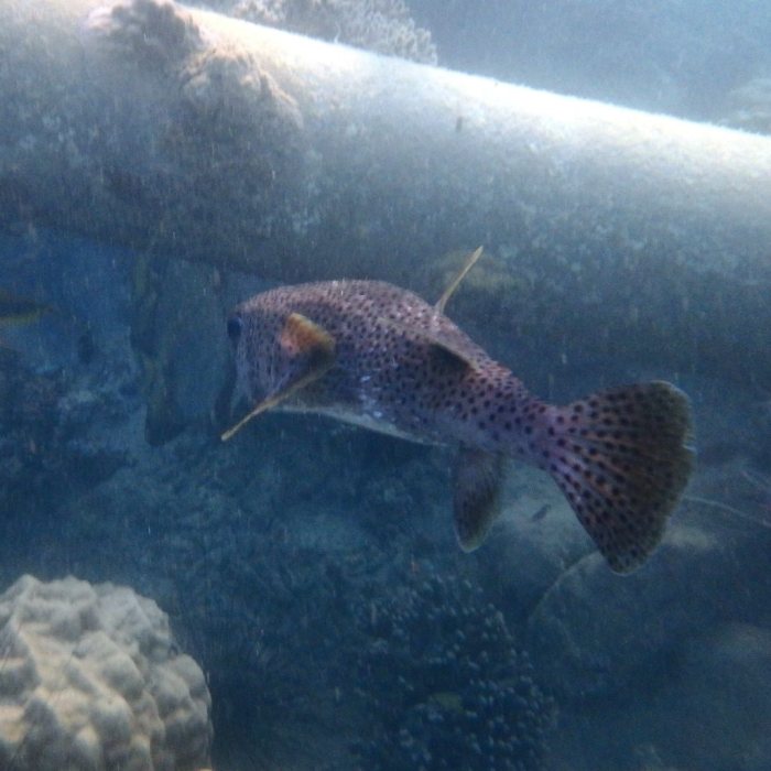 Diodon hystrix
