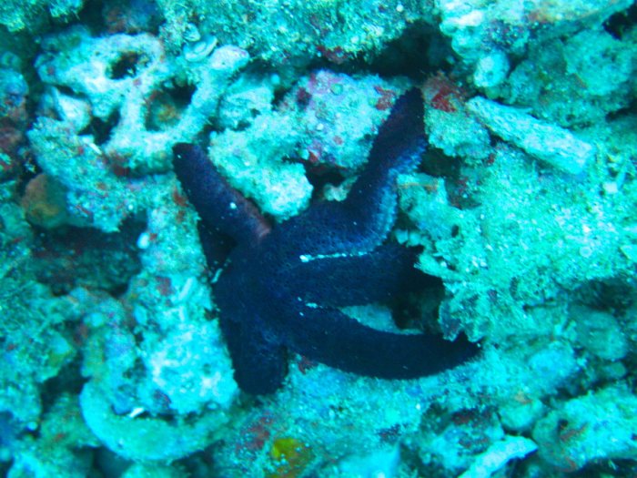 Étoile de mer