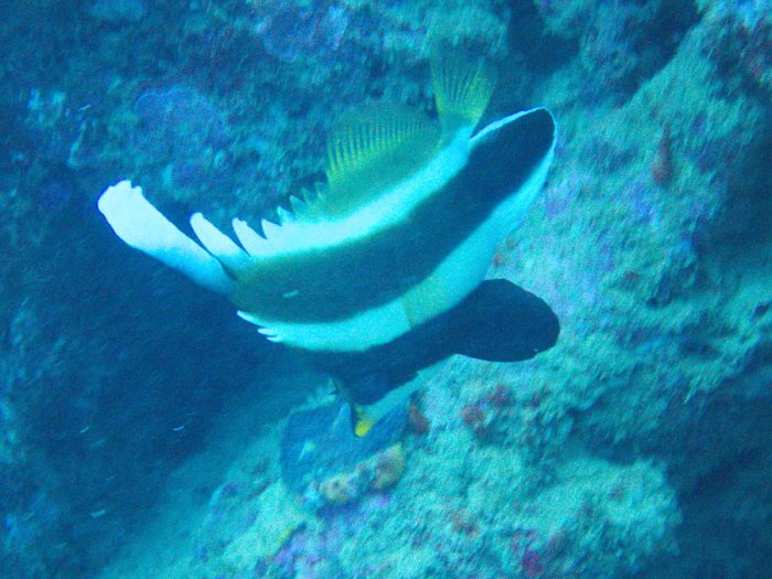 Heniochus chrysostomus