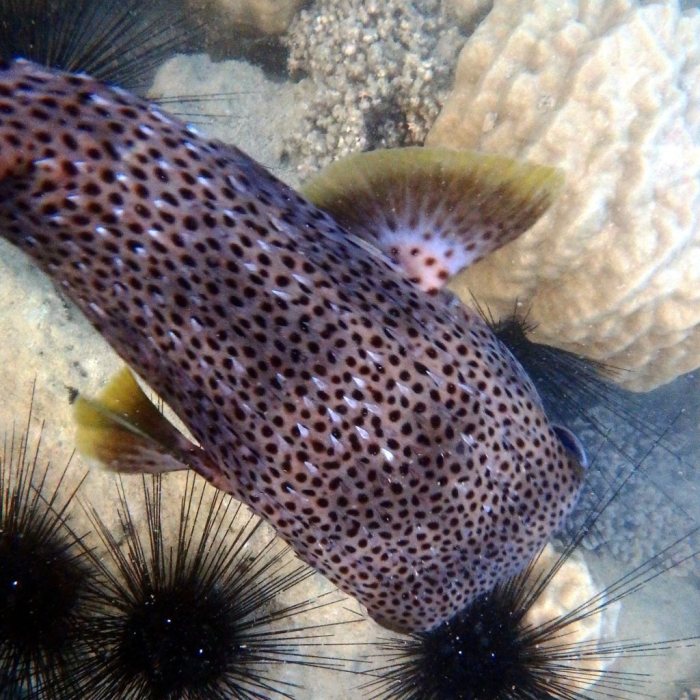 Diodon hystrix