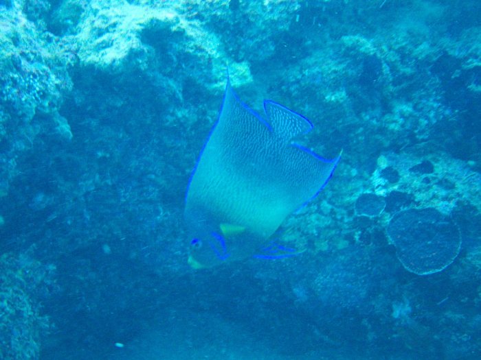 Pomacanthus semicirculatus