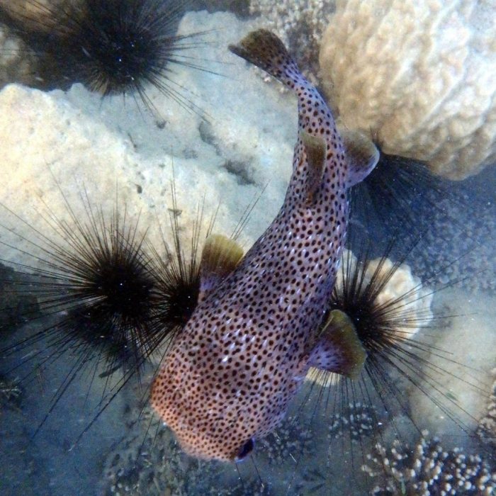 Diodon hystrix