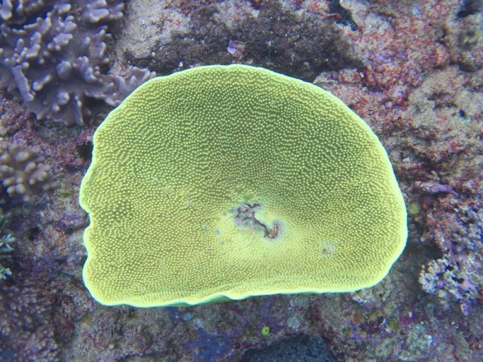 Corail dur
