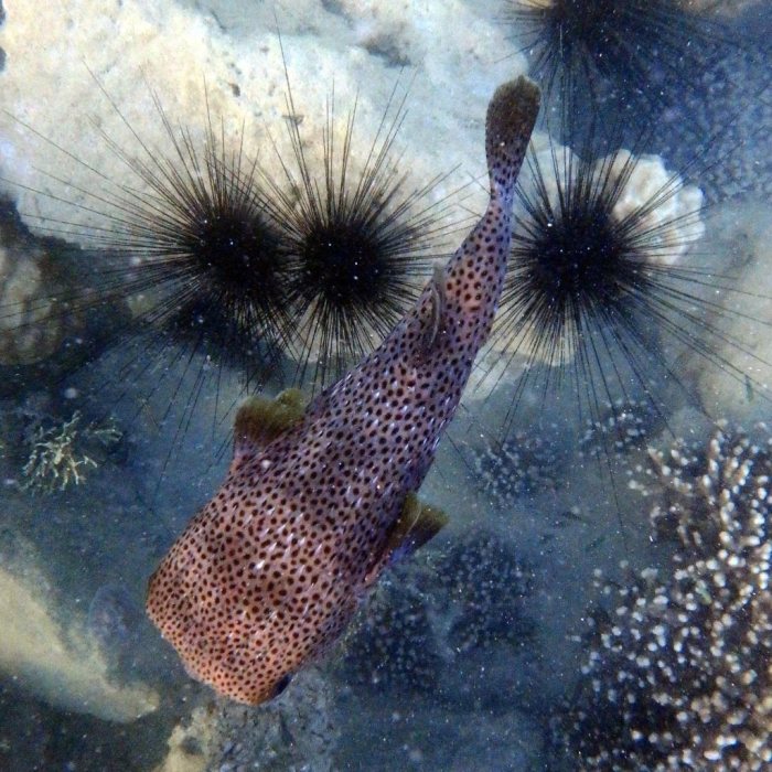 Diodon hystrix