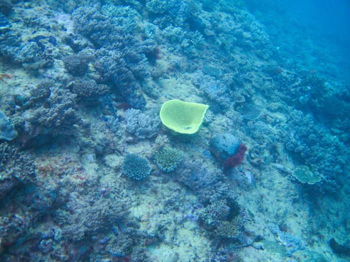 Corail dur