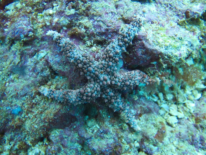 Étoile de mer