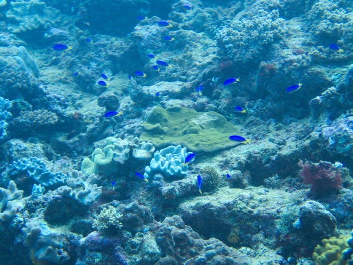 Pomacentrus coelestis